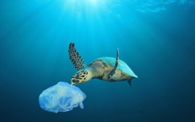 Oceani di plastica: c’è ancora speranza